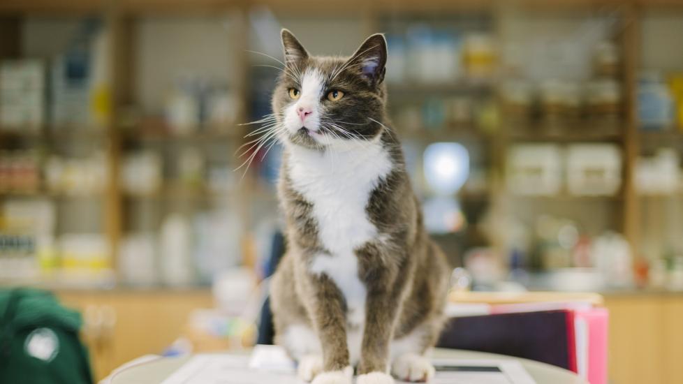 gastroenteritis in cats; a cat sits at the vet to be examined.